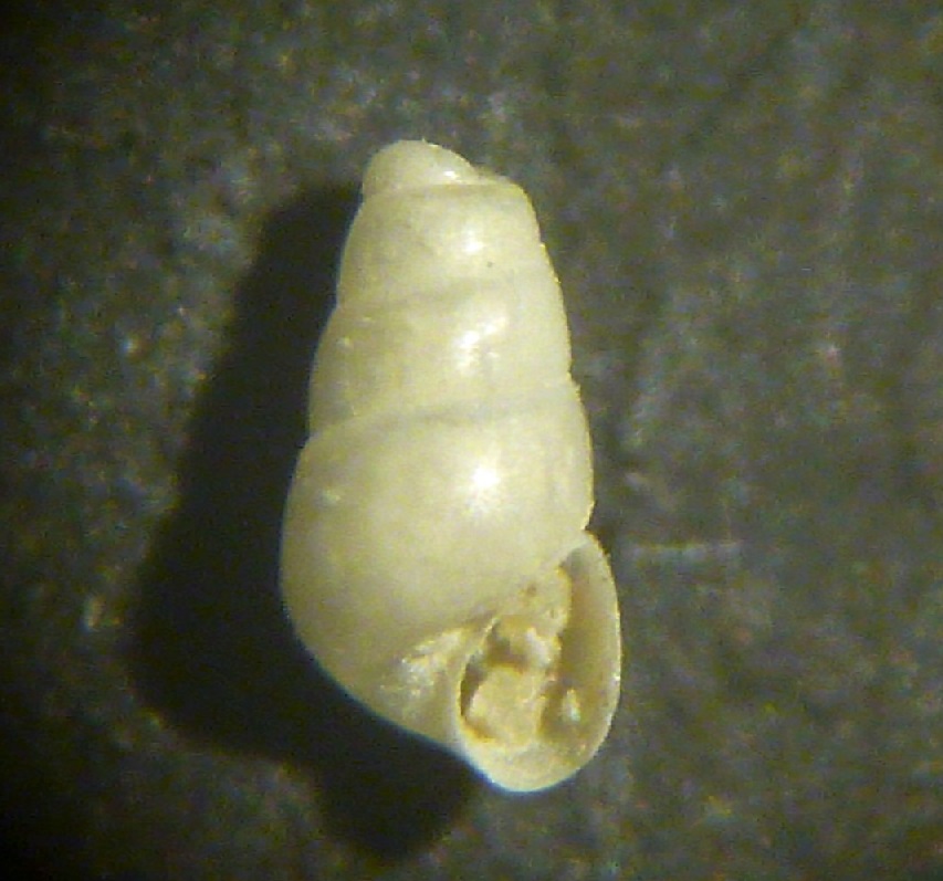 Liostomia clavula?